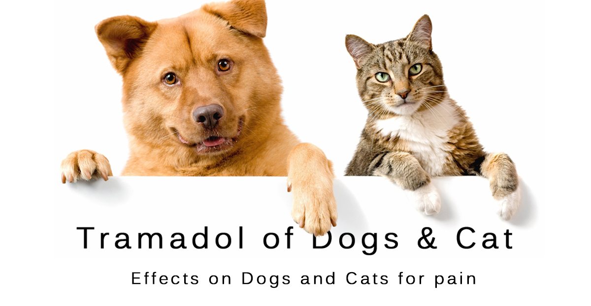 effective-on-Dogs-and-Cats-for-pain